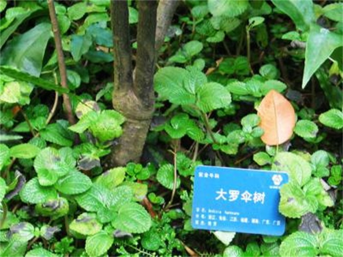  p>罗伞,是 a href="#" data-lemmaid="6722994">五加科 /a>, a href=