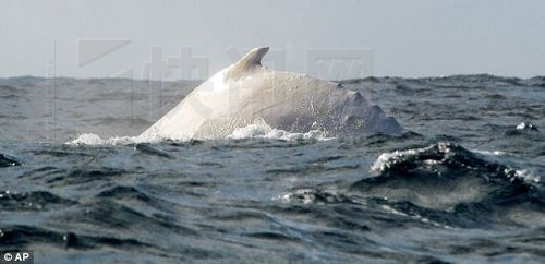 白色座头鲸米迦罗