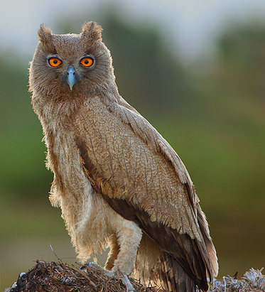 dusky horned owl