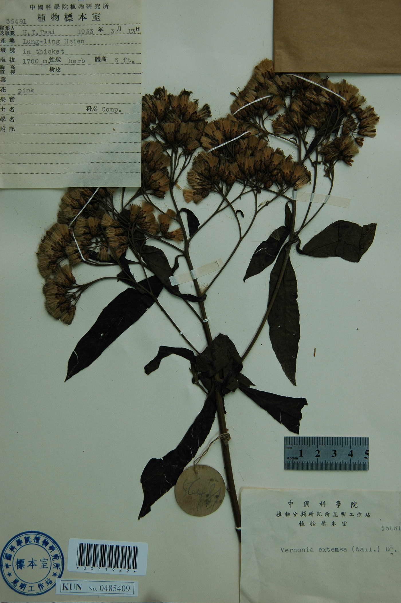 p>斑鸠菊属,约1000种,主产热带地区.