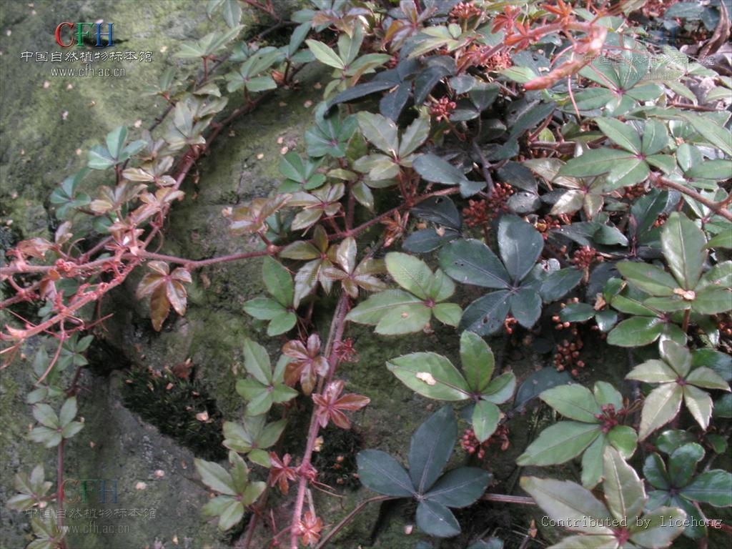 tetrastigma