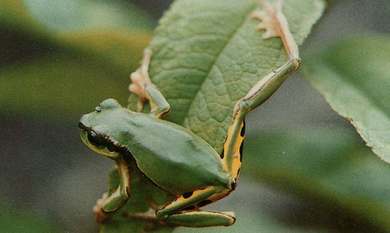 华西雨蛙川西亚种
