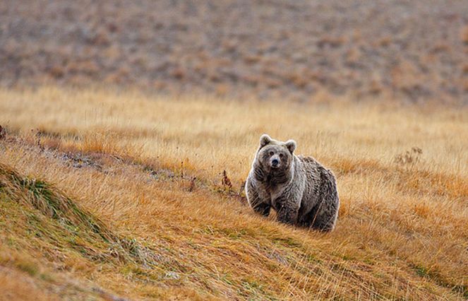  p>棕熊(学名: i>ursus arctos /i>):是哺乳纲,熊科的动物.