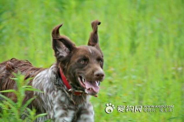 小明斯特兰德犬