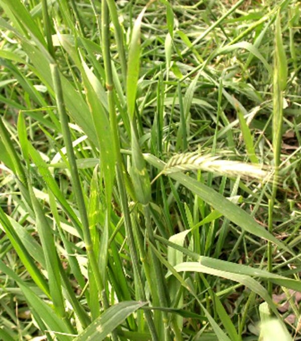  p>黑麦(学名: i>secale cereale /i> l.