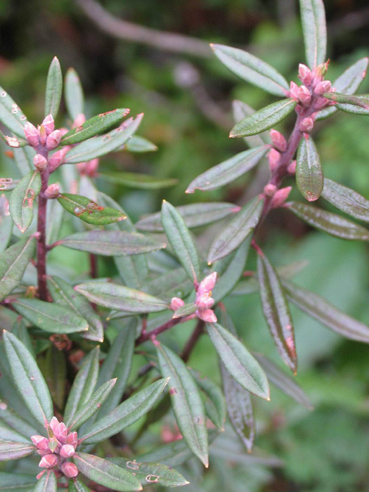  p>粉背碎米花(学名: i>rhododendron hemitrichotum /i> balf. f.