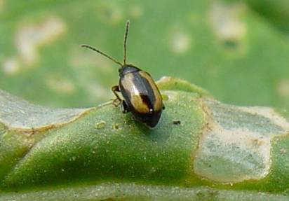  p>黄曲条跳甲属 a href="#" data-lemmaid="1535103">鞘翅目 /a>, a