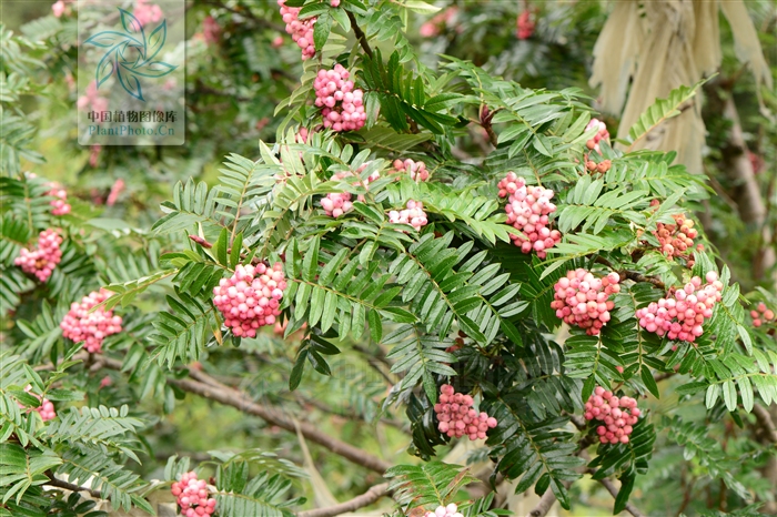 sorbus oligodonta