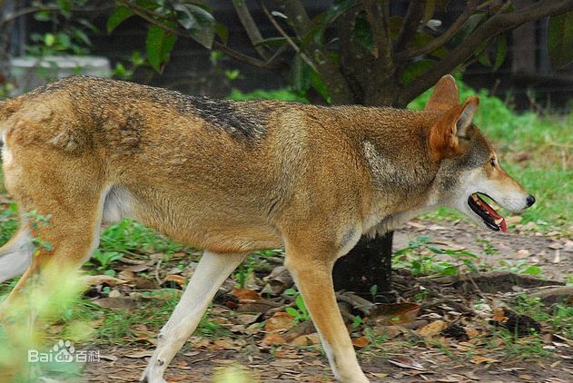  p>红狼(学名: i>canis rufus /i>)是一种生存在 a target="_blank"