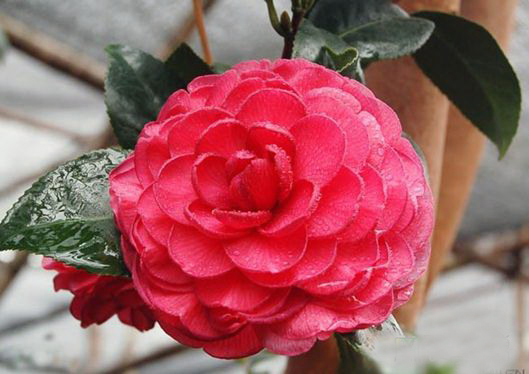 茶花