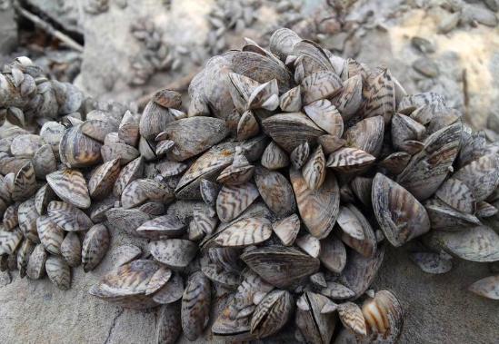  p>斑贝是一种类似河蚌的软体动物即斑马纹贻贝(zebra mussels )源于
