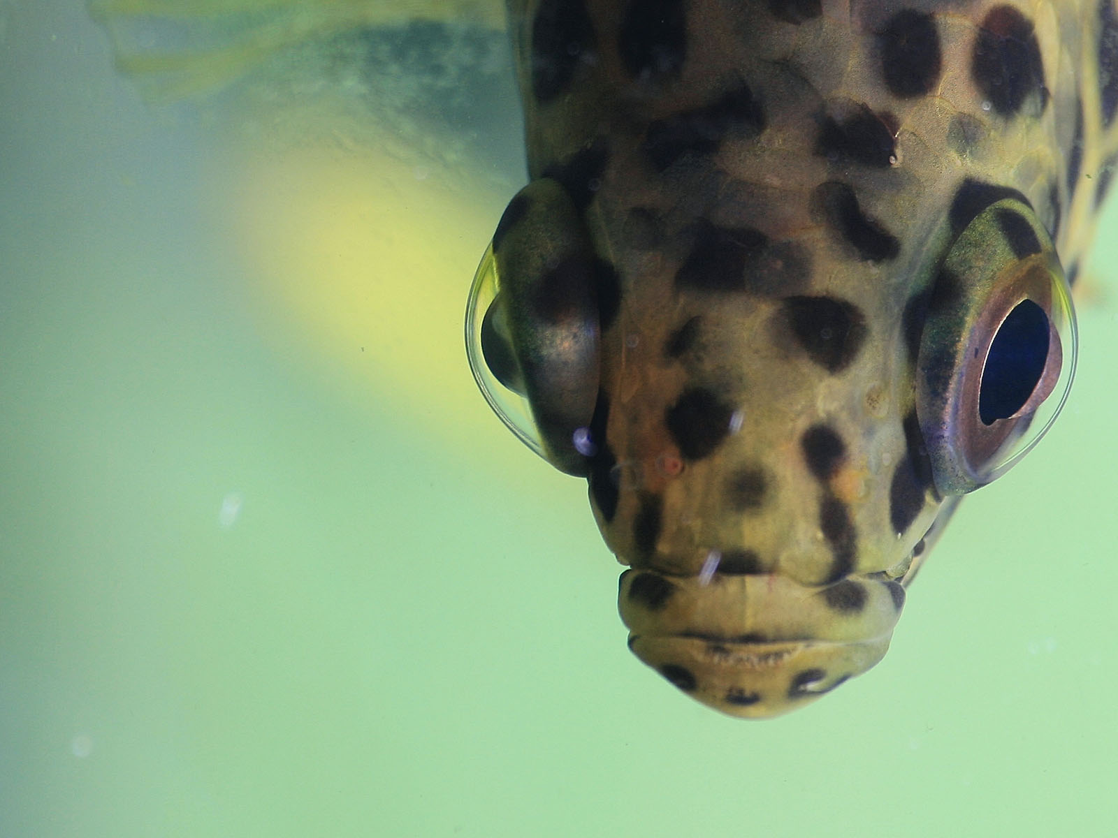  p>攀鲈科(学名: i>anabantidae /i>)是鲈形目,攀鲈亚目下一个科,包含