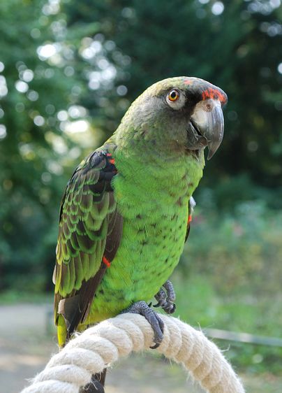  p>贾丁氏鹦鹉(学名: i>poicephalus gulielmi /i>) 在poicephalus属