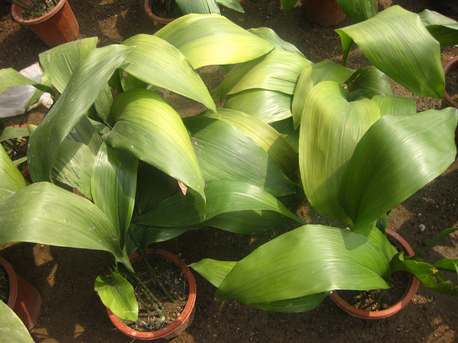  p>粗棕竹( i>rhapis robusta /i> burret)是棕榈科,棕竹属的一类丛生