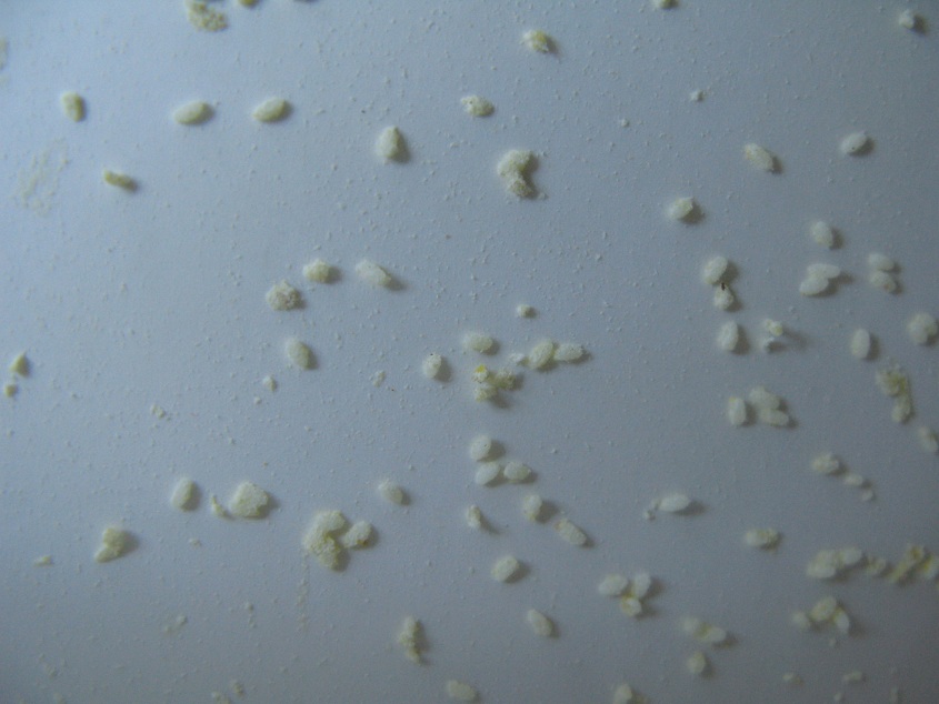 3411657" data-lemmaid="3411657">完全变态 /a>的昆虫,即成虫,卵