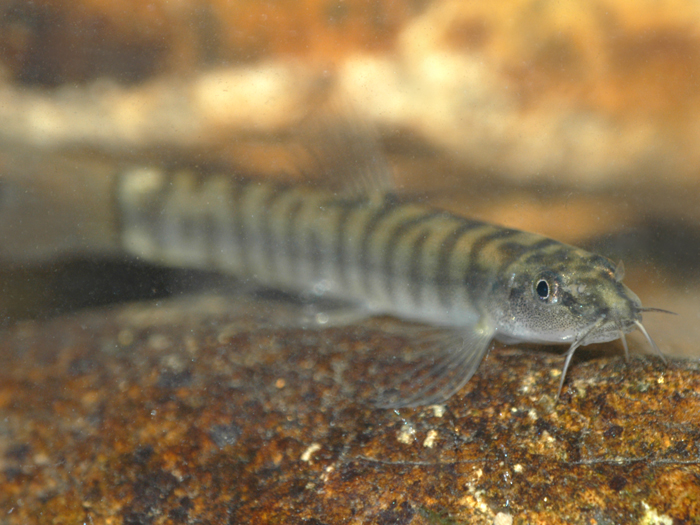  p>南方南鳅,属于动物界,鲤形目cypriniformes. /p>