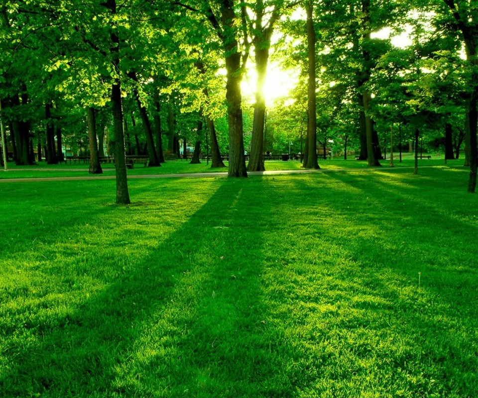 草一般指自然界中的小草,也可以指草本植物,草桑意为对绿色草本植物的