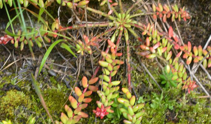  p> b>背药红景天 /b>(学名: i>rhodiola hobsonii /i>)为景天科 a