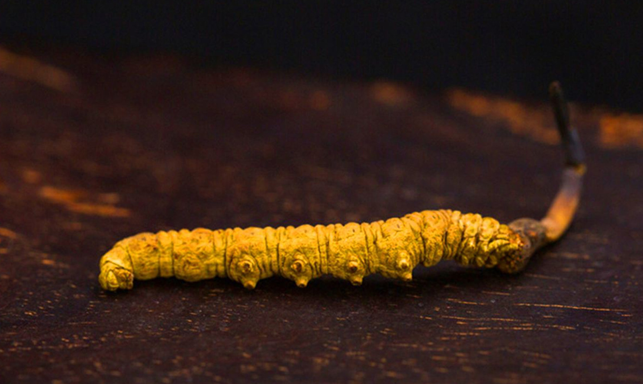 西藏那曲冬虫夏草