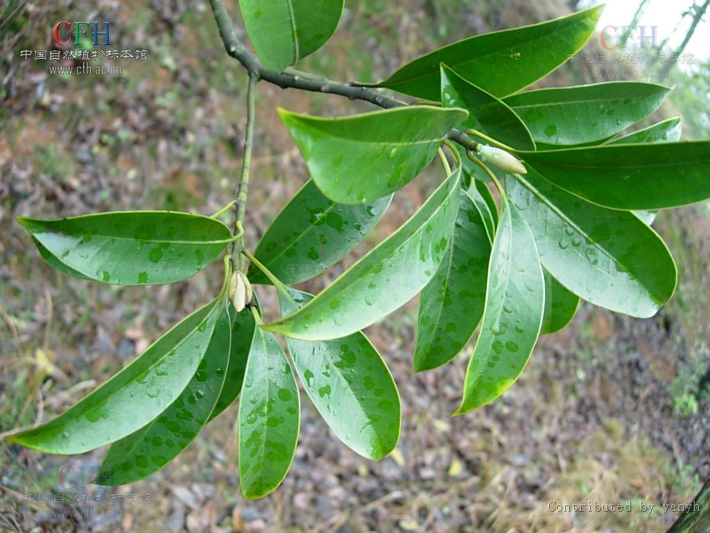  p>乐东拟单性木兰(学名: i>parakmeria lotungensis /i>(chun et c.