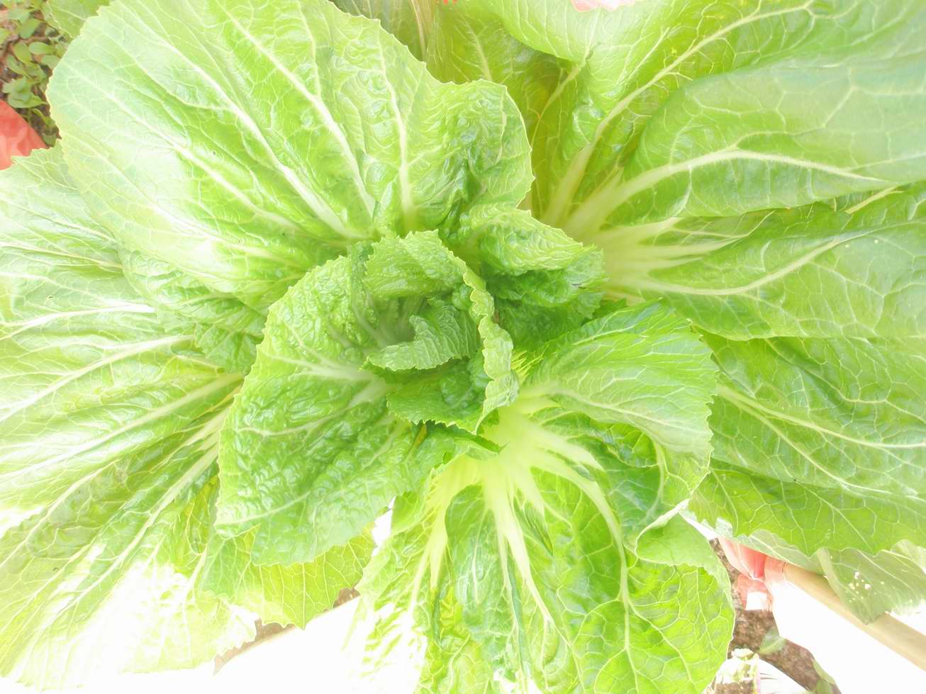 白沙11号早包心芥菜