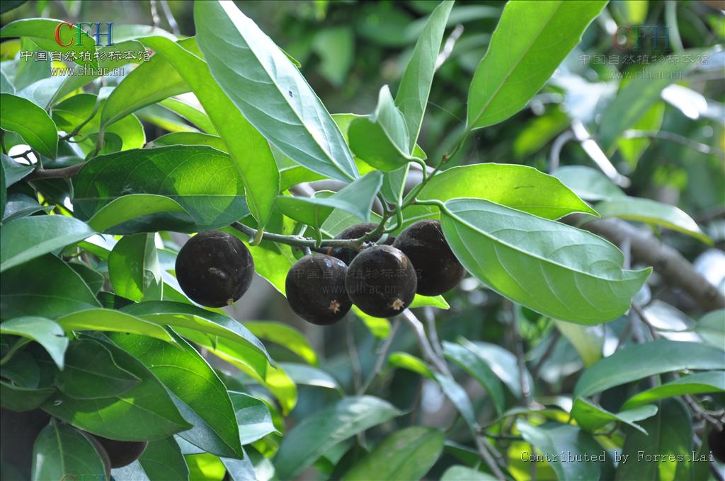  p>海南大风子,学名别称龙角,高根(海南尖锋岭),乌壳子(吊罗),海南