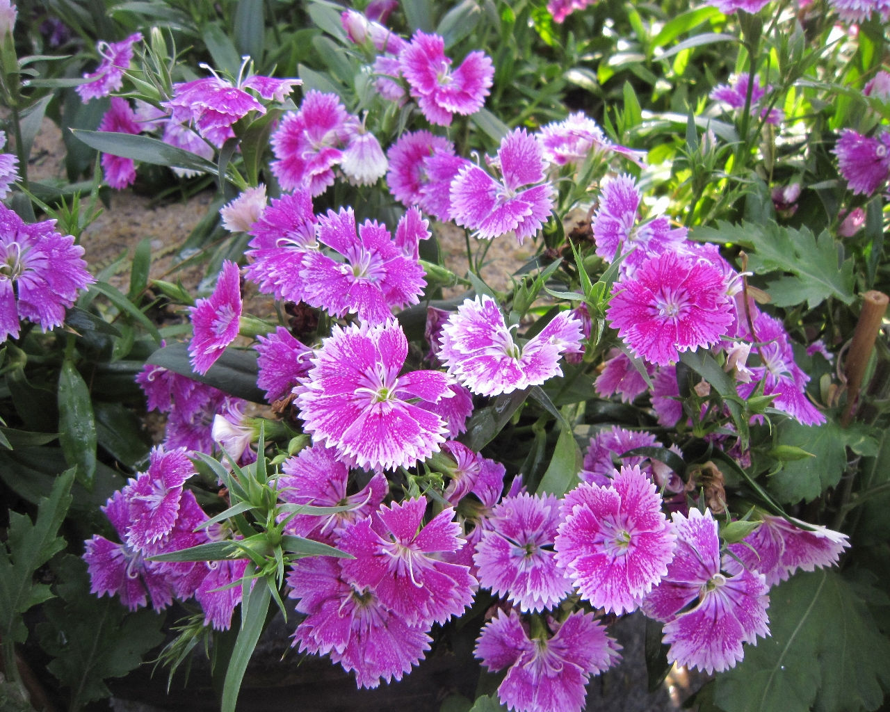dianthus chinensis