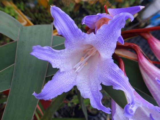  p>蓝色朱顶红,台湾地区称蓝色孤挺花,简称蓝朱或蓝孤,是 a target="