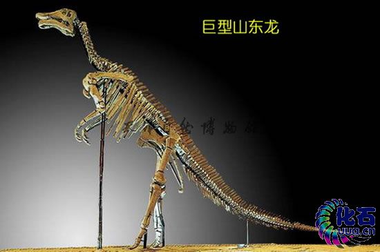  p>巨型山东龙是1964年8月在山东诸城吕标乡的龙骨涧发现,是迄今为止