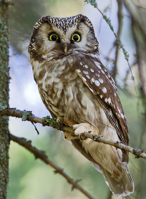  p>鬼鸮北方亚种(学名:aegolius funereus pallens)是鸟纲鸱鸮科的 a