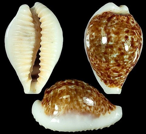  p>宏凯宝螺(学名:eclogavena dayritiana dani)是