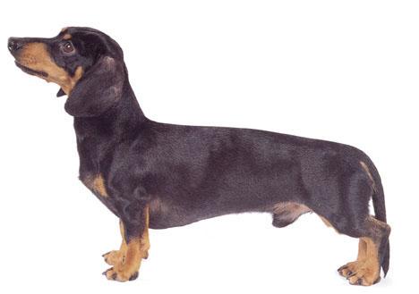 矮脚猎犬的代表,依毛质可分为短毛种,长毛种,刚毛种;又有标准型及小型