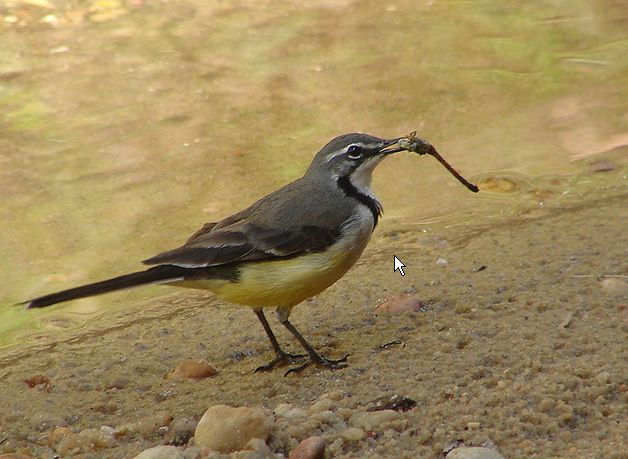  p>马岛鹡鸰是一种雀形目,鹡鸰科类生物,分布于印度洋,包括马达加斯加