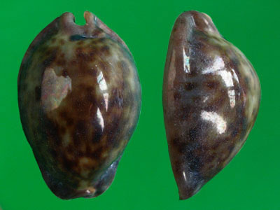  p>大花鼠宝螺(学名:trona stercoraria stercora