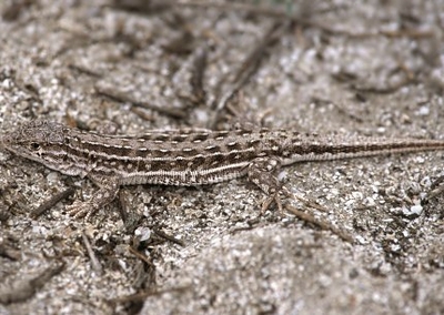  p>敏麻蜥(学名:eremias arguta)为 a target="_blank" href="/item