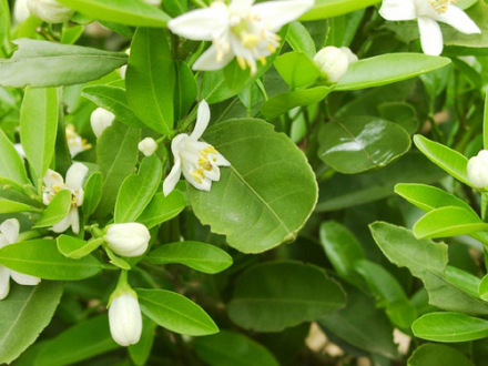橙花（草本植物）_百度百科