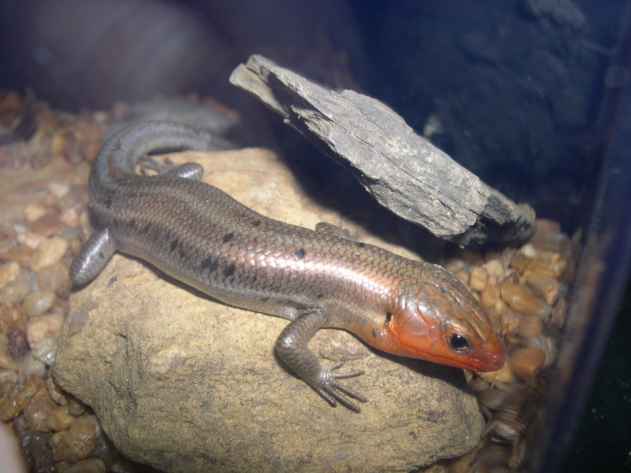  p>宽头石龙子(学名: i>eumeces laticeps /i>, i>plestiodon latice