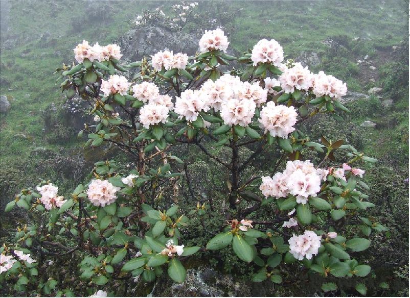  p> a href="#" data-lemmaid="2387964">栎叶杜鹃 /a>(学名: i>