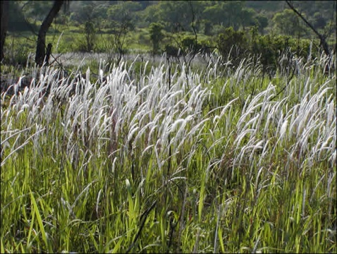  p>白茅属,共10种,分布于 a href="#" data-lemmaid="802518">热带 /a