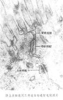 细胞间连结