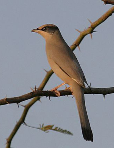  p>灰连雀(学名:hypocolius ampelinus)是鸟纲雀形目灰连雀科的仅有 a