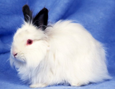 是食用兔, a href="#" data-lemmaid="12599194">毛用兔 /a>和宠物兔