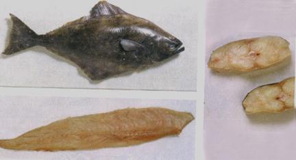 太平洋大比目鱼