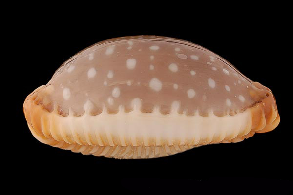  p>鸡皮宝螺(学名:staphylaea limacina limacina)是腹足纲宝螺科的 a