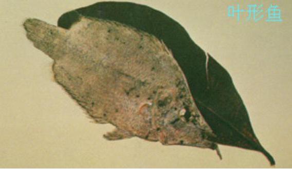  p>叶形鱼(monocirrhus polyacanthus)又名枯 a href="#" data-lemma