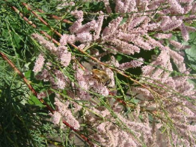  p>红荆花又名 a target="_blank" href="/item/荆条花/8589303" data