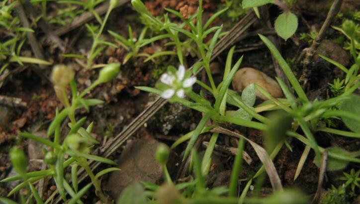  p>根叶漆姑草,别名:大瓜槌草,拉丁文名:sagina maxima a. gray.