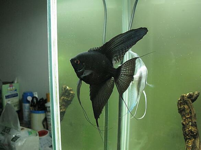 黑神仙鱼