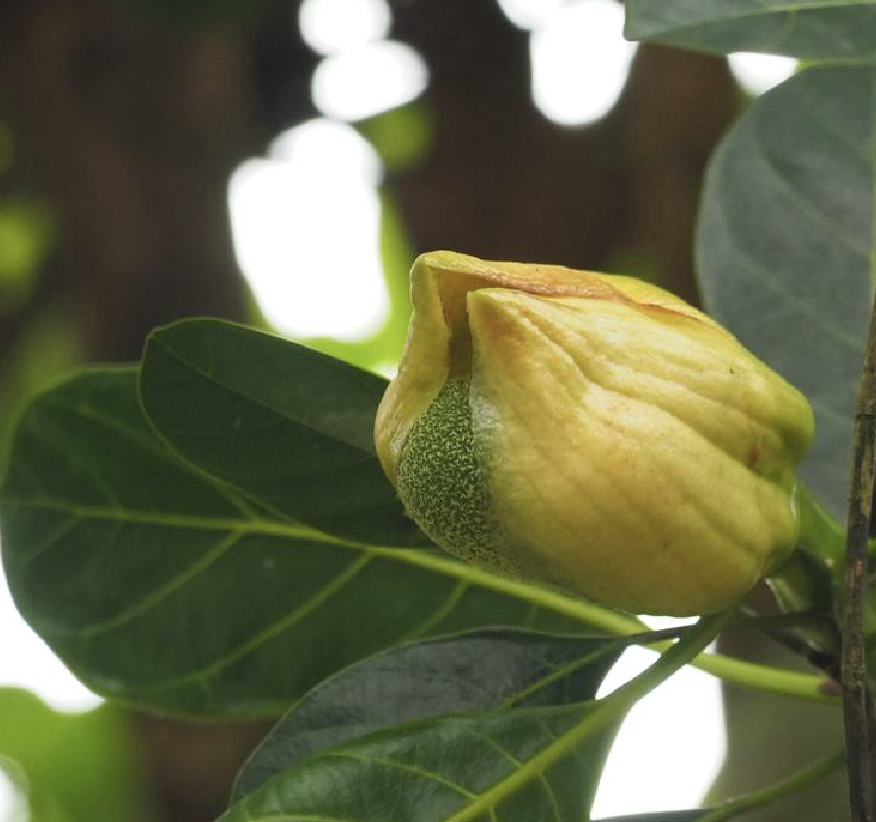 是桑科波罗蜜属植物,常绿乔木,树高10-20米,胸径达30-50厘米;托叶抱