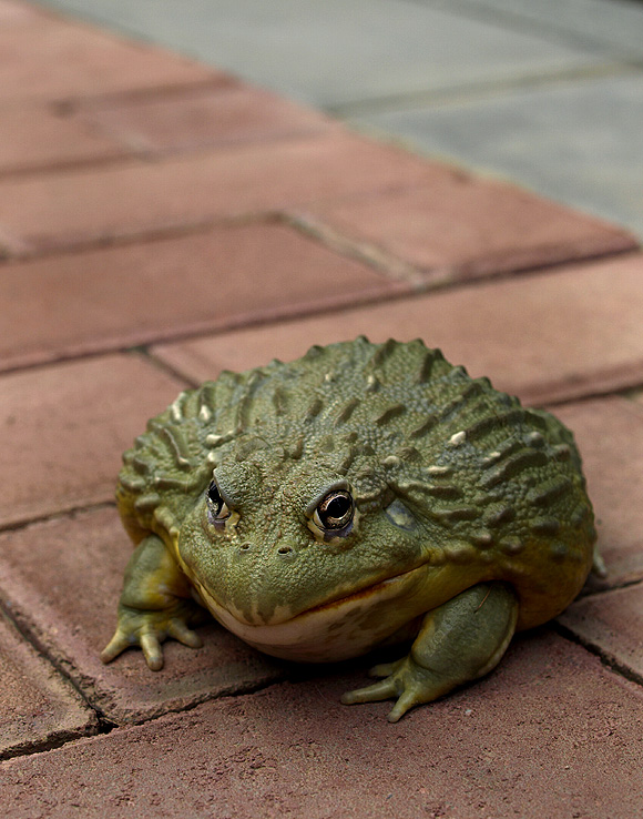  p>非洲牛箱头蛙, i>pyxicephalus adspersus /i>,简称非洲牛蛙,体型